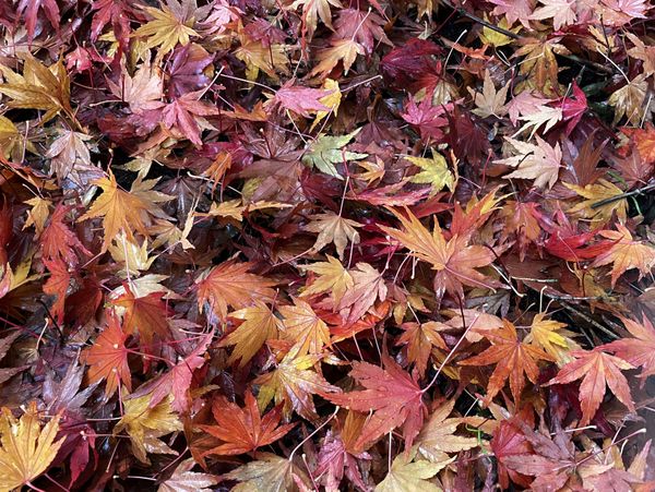 Brilliant Fall Leaf Cluster thumbnail