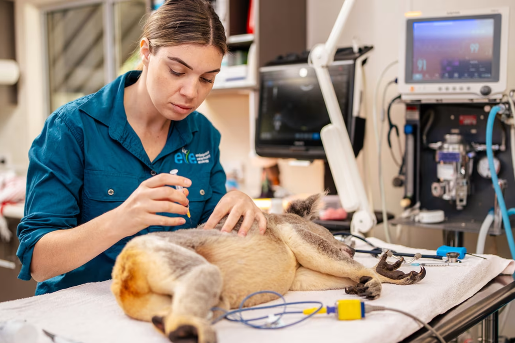 Woman in a blue shirt giving a vaccine to a koala on a table