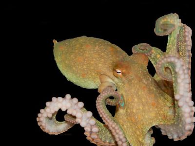 New research identifies a previously unknown type of nerve cell inside octopus suckers that the cephalopods use like taste buds.