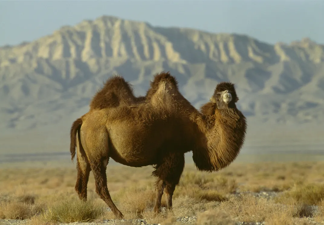 Which camel has got more humps