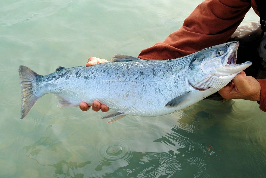 An image of a large salmon being held over a body of water. The salmon is silver in color.