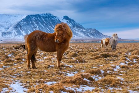 Icelandic horses today