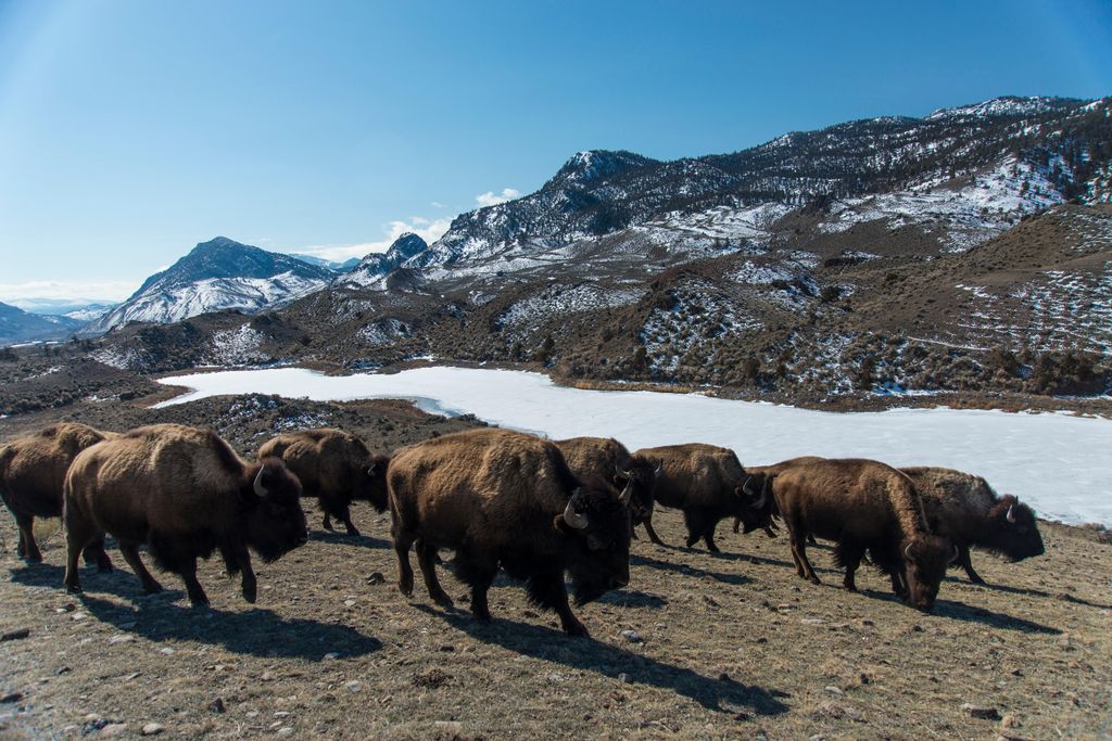Yellowstone Bison and snow