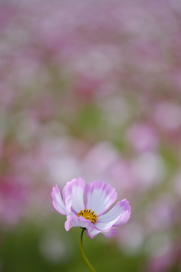 Pink snow falls on the cosmos thumbnail