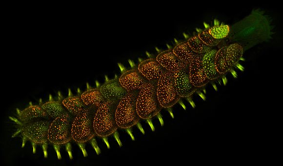 A colorful worm is lit up against a black background