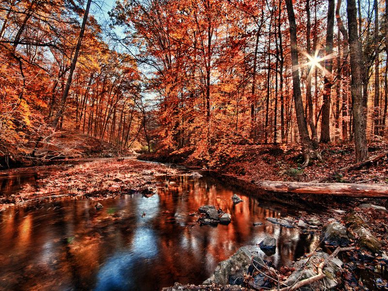 Autumn Sunrise in The Forest | Smithsonian Photo Contest | Smithsonian ...