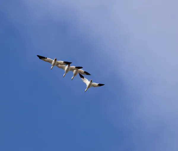 In Flight Formation thumbnail