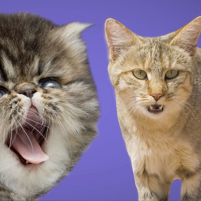 Cat videos are a ruse: Cats are fundamentally narcissistic and aggressive,  and they'd eat you if they could.