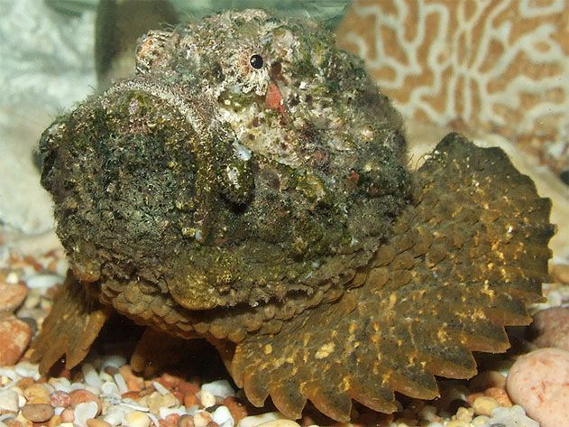 Stonefish