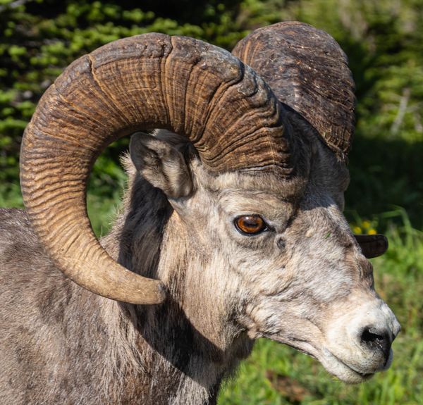 Big Horn Ram Sheep at Logan Pass Glacier National Park thumbnail