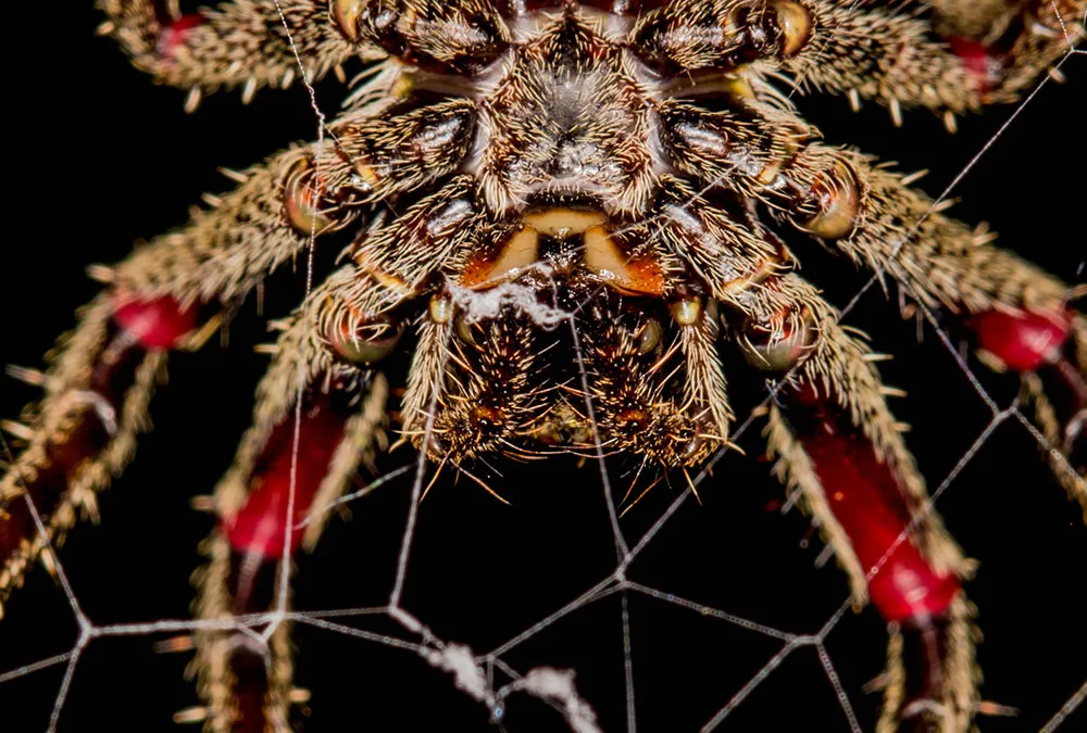 Spider and Web Desktop