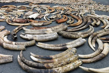 Tusks from an $8 million shipment intercepted in Singapore