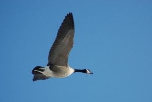 20110520104111goose-300x202.jpg