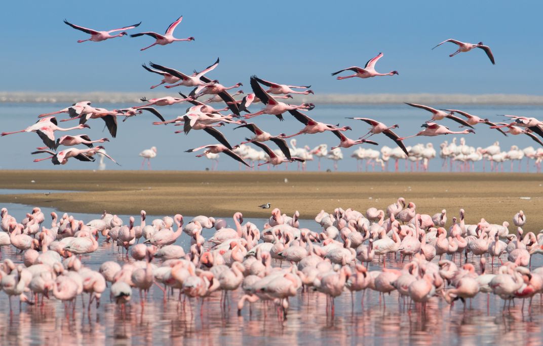 The famed flamingos of Walvis Bay