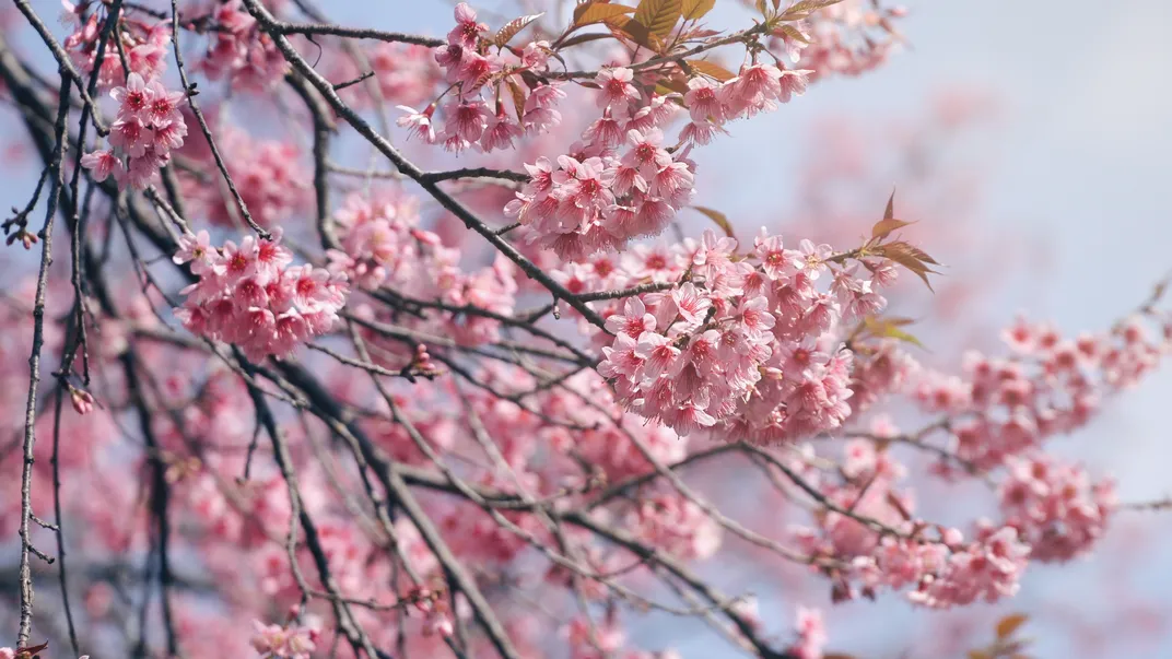 All About Cherry Blossoms: Facts and Planting Tips –