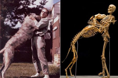 As the first serious scientist to study the legendary creature, Krantz risked his career and reputation on a subject that many consider a joke. And while the museum remembers him as a man who loved science so much that he donated his body to it, another community remembers Krantz as a pioneer in the study of Sasquatch.

