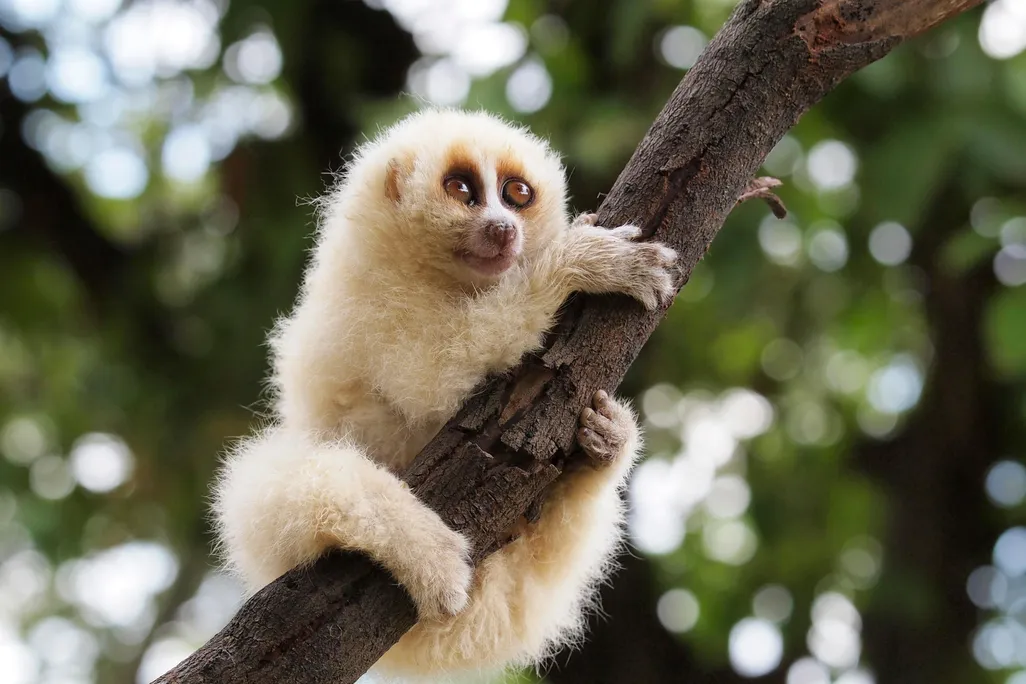 A zoomed in photo of a Javan slow loris clinging to a tree branch with green leaves in the background. It's a small primate with light, golden fur. It has large brown eyes and a short snout. It clings onto the branch with all four limbs wrapped around it.