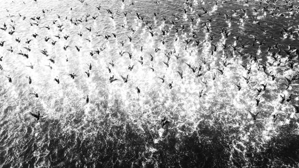 flying birds thumbnail