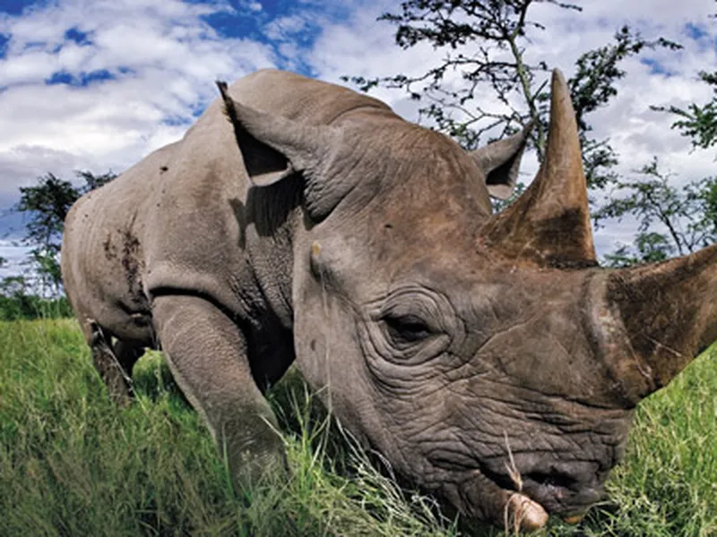 Defending the Rhino, Science