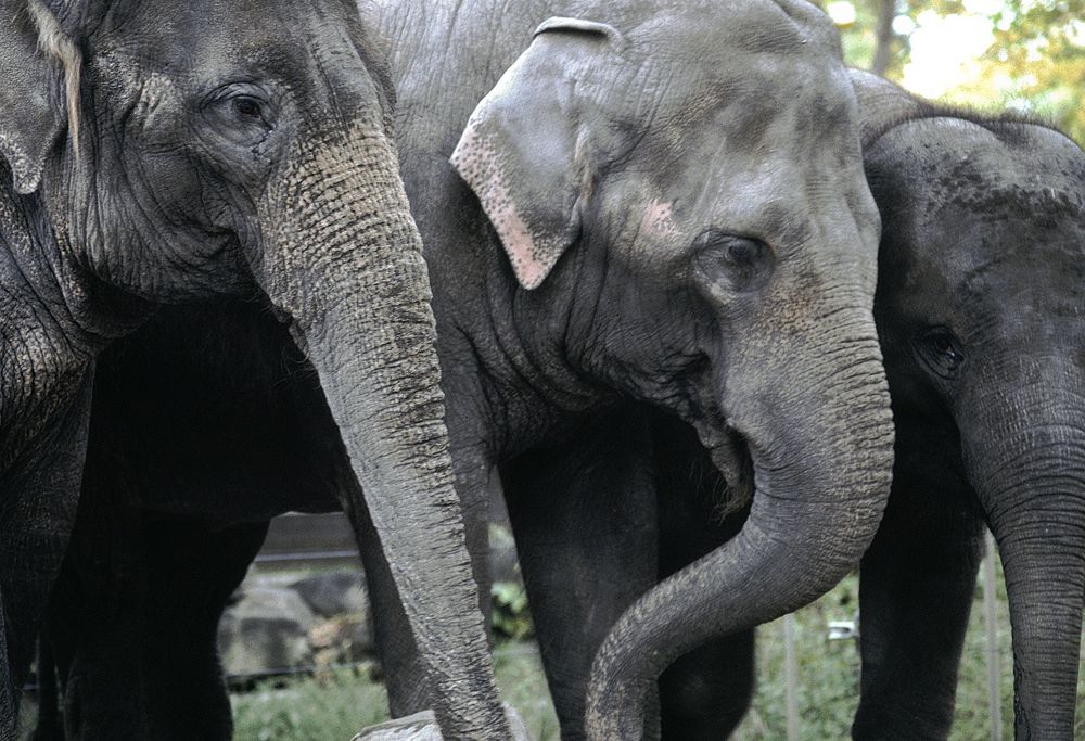 three female elephants