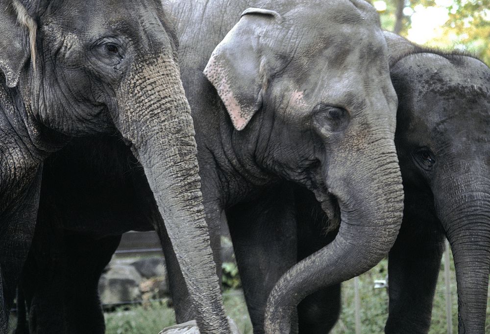 Asian elephant  Smithsonian's National Zoo and Conservation