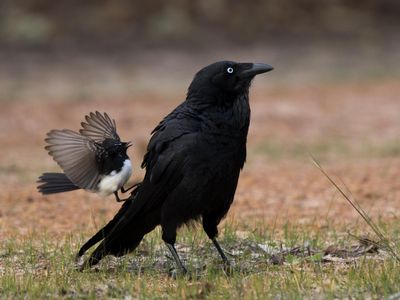 Ecologists tend to think of mobbing behavior as primarily a way that smaller birds protect their nests and chicks from larger predators. Shown here, a Willie wagtail attacking an Australian raven. 