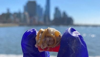 Gulls’ Spit-Up Gunk Can Help Ecologists Understand Human Pollution