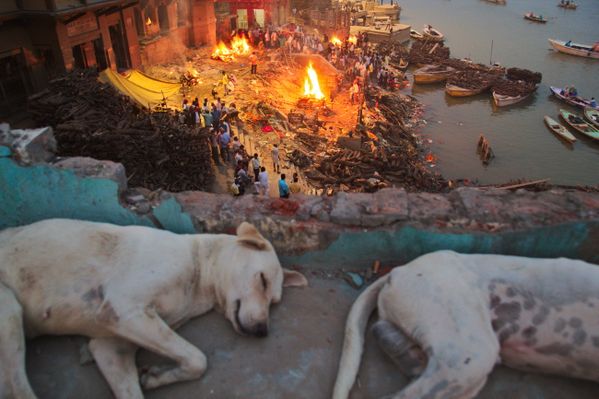 Stray dogs'dream thumbnail