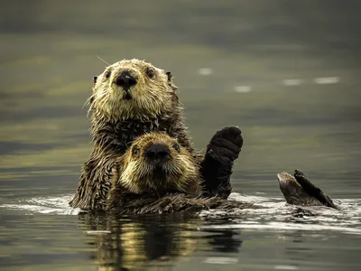 Otters in the Aleutian Archipelago, the Alaska Peninsula and Kodiak Island are listed as threatened under the Endangered Species Act.

