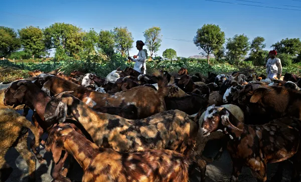 Goat Husbandry thumbnail