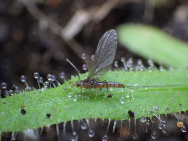 Carnivorous sundew Drosera adelae caught a mayfly thumbnail