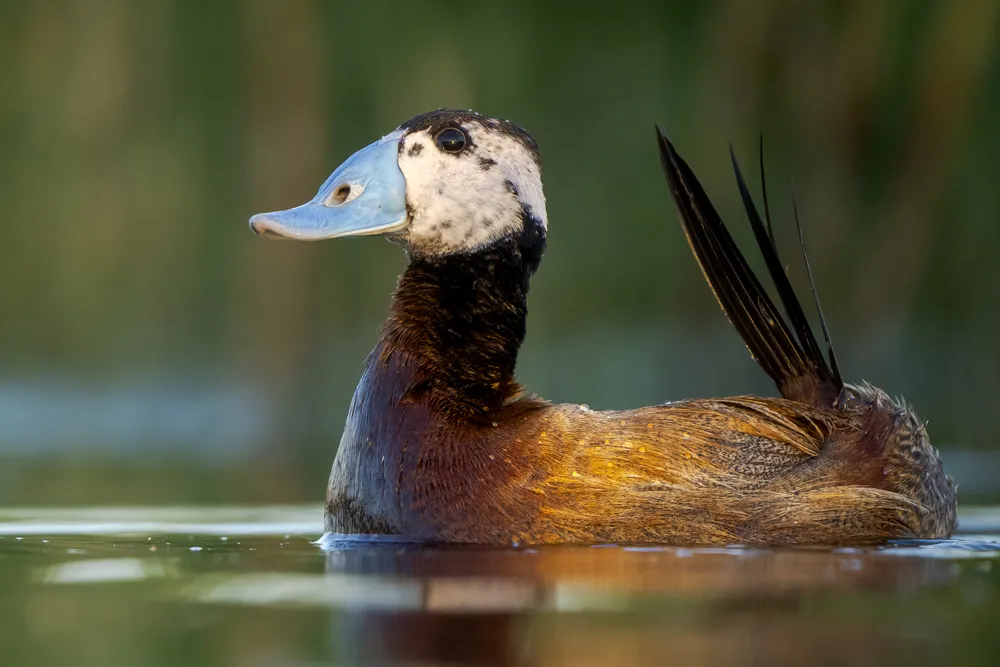 Duck