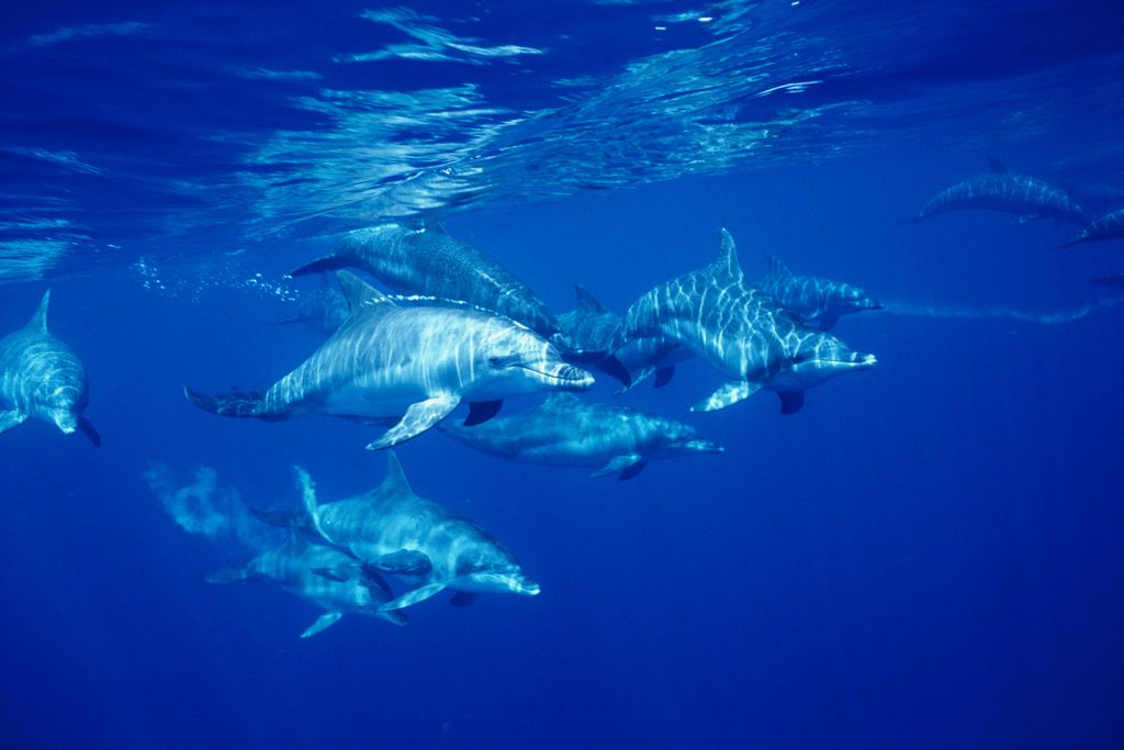 A small pod of dolphins