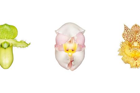 Some orchid species mimic nectar-producing flowers to lure bees; others emit the fetid smell of rotting meat to attract carrion flies.