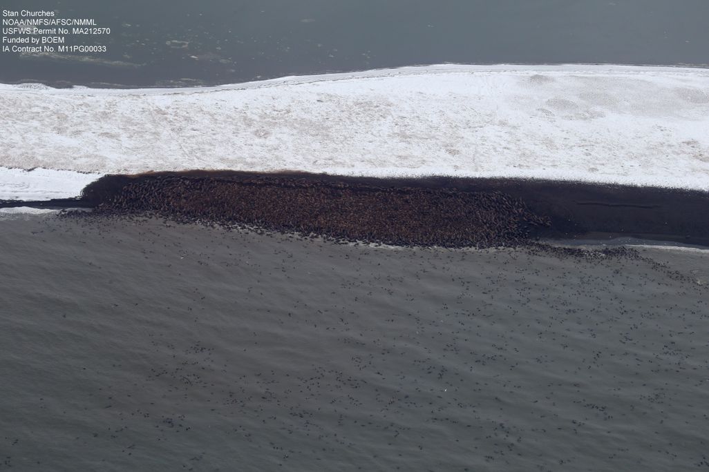 walruses