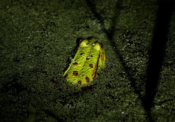 Camouflage of a Pelophylax esculentus thumbnail
