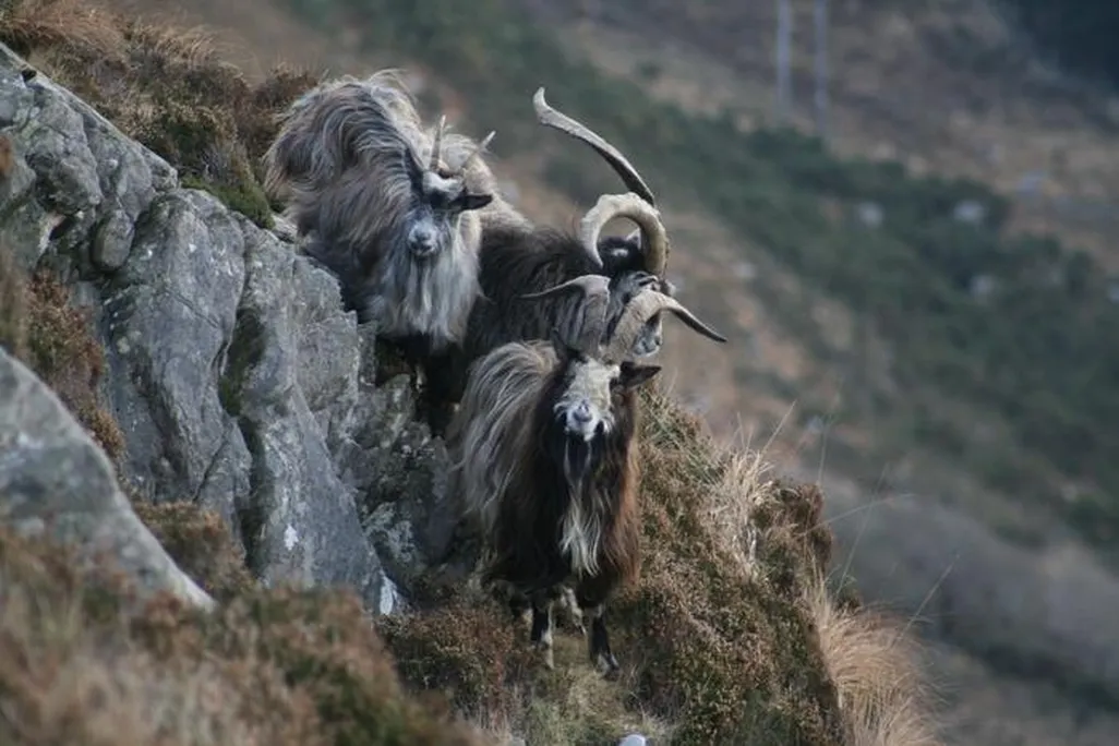 Goats with large horns on a rocky hillside