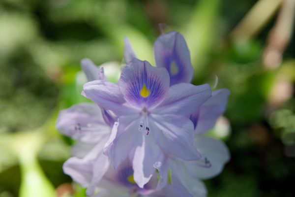 Iris at Albuquerque Botanical Gardens thumbnail