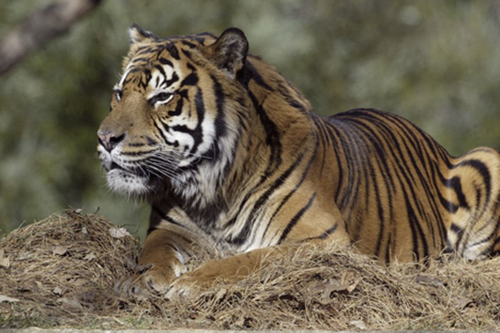 National-Zoo-Rokan.jpg