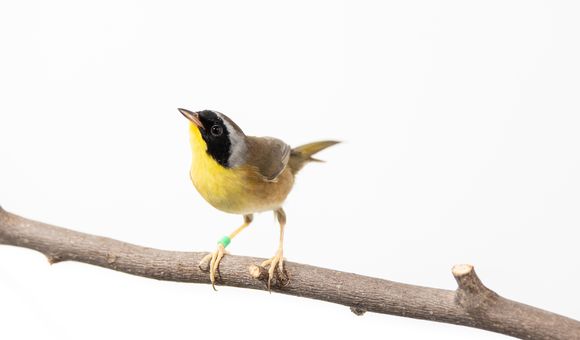 Common yellowthroats, like the one pictured here, spend their winters in coffee growing regions in Latin America.