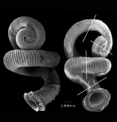 20110520104109whorlysnail.jpg