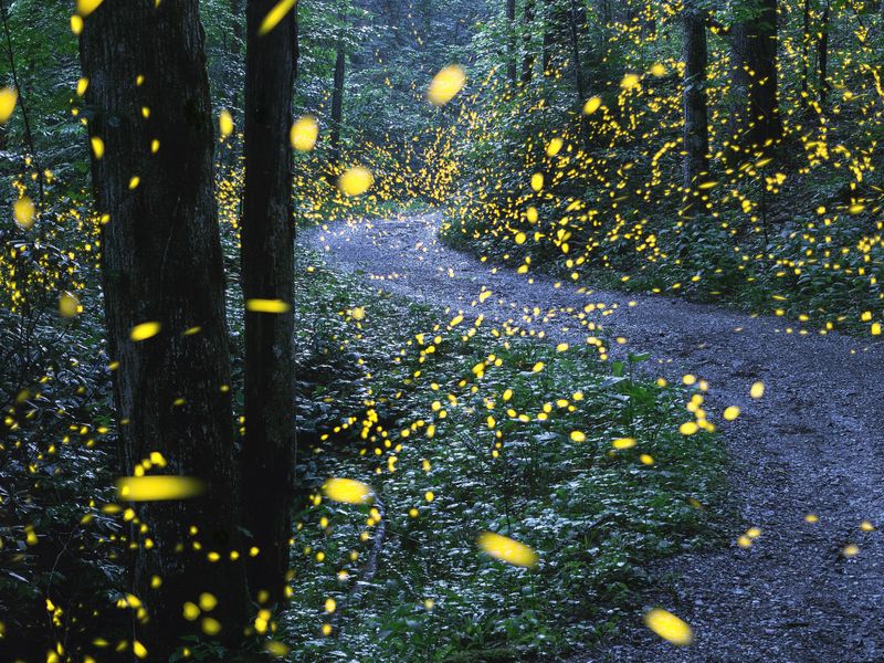 Synchronous Fireflies Smithsonian Photo Contest Smithsonian Magazine