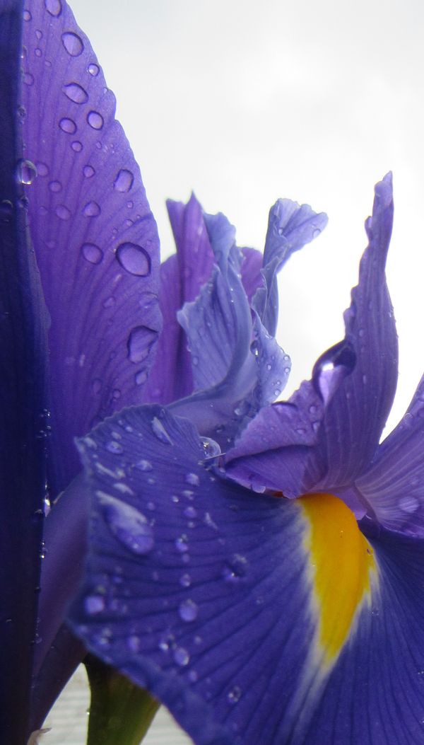 Dew on Purple Iris thumbnail