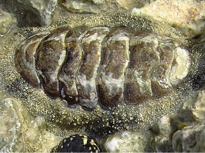 A living chiton, Acanthopleura granulate, also known as the West Indian fuzzy chiton, on a rock in Guadeloupe in the Caribbean.