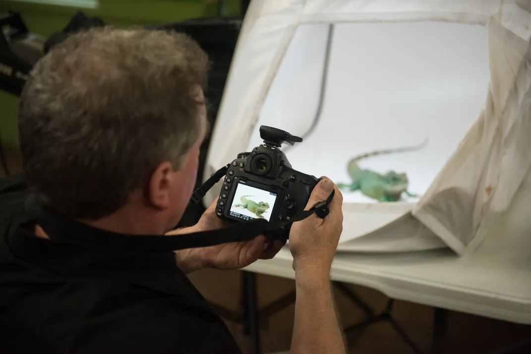 back of a man's head and his DSLR camera focused on a green lizard in a white tent