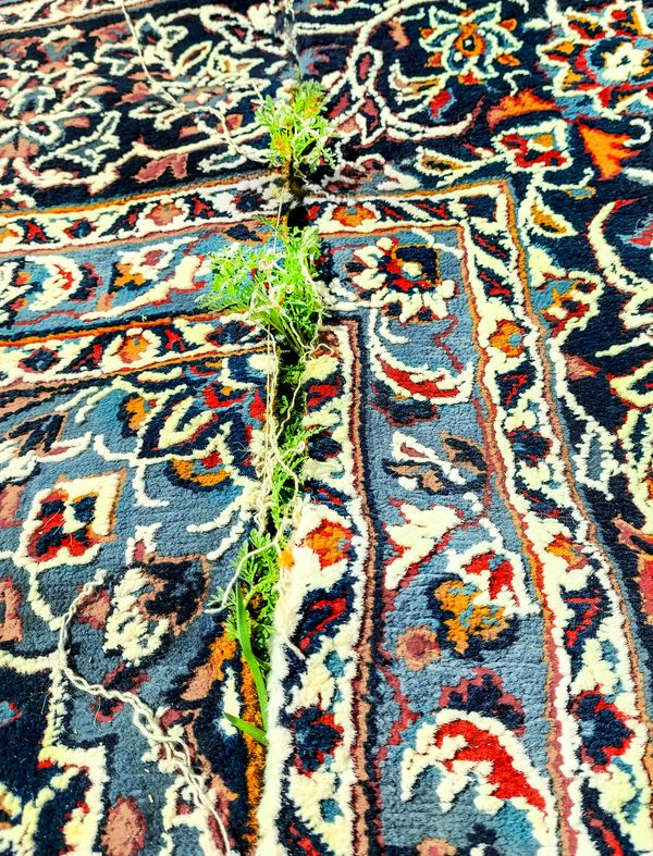 Plants grown from the heart of the carpet thumbnail