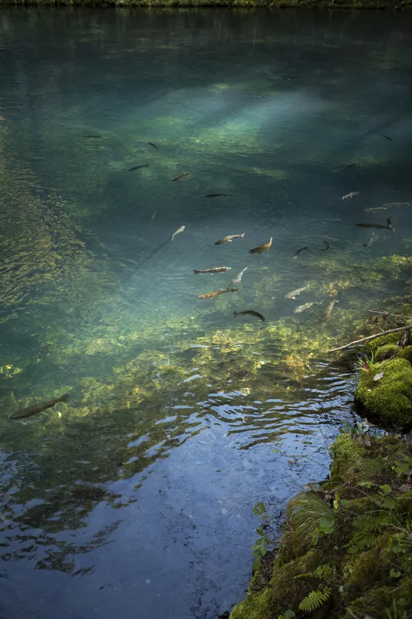 Maramec Spring, Missouri thumbnail