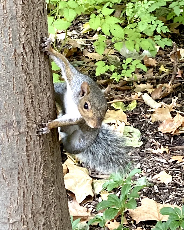 A gray squirrel on a tree. thumbnail