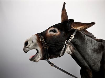 Saddle up! Donkeys can do much more than carry sacks of food: They can hoist around sporty, polo-playing humans, too.