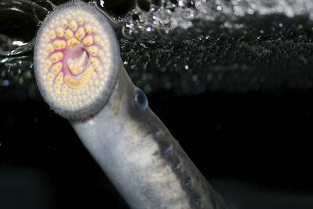 A sea lamprey